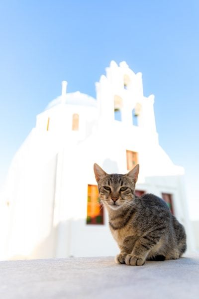 Greece Cat