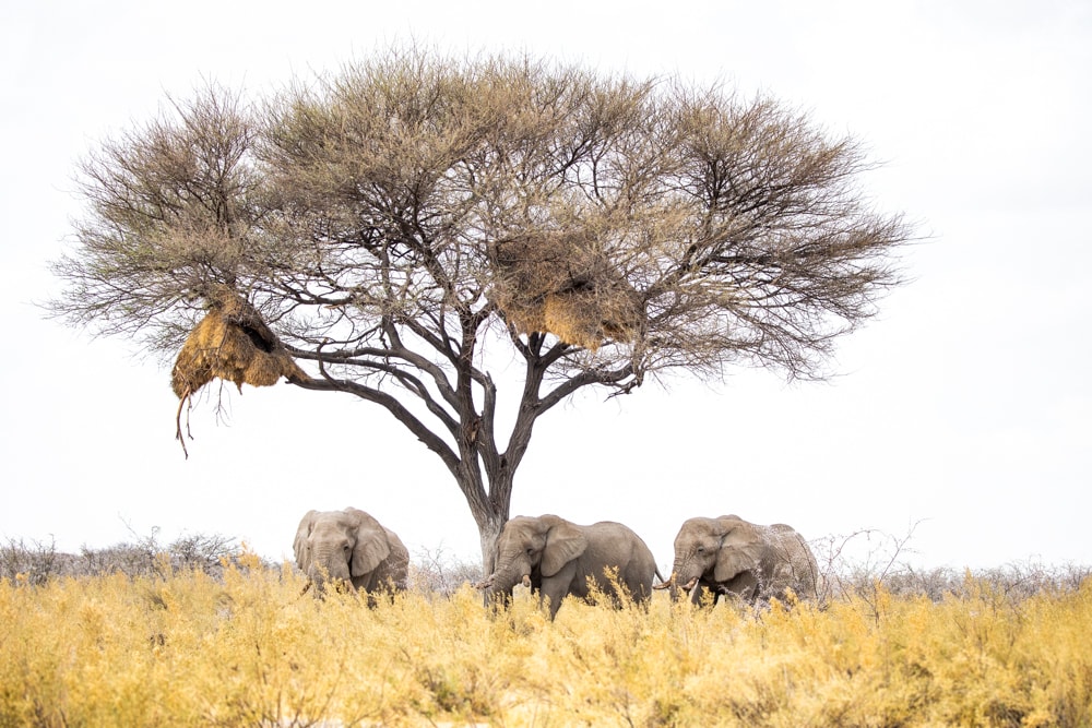 Namibia Photography