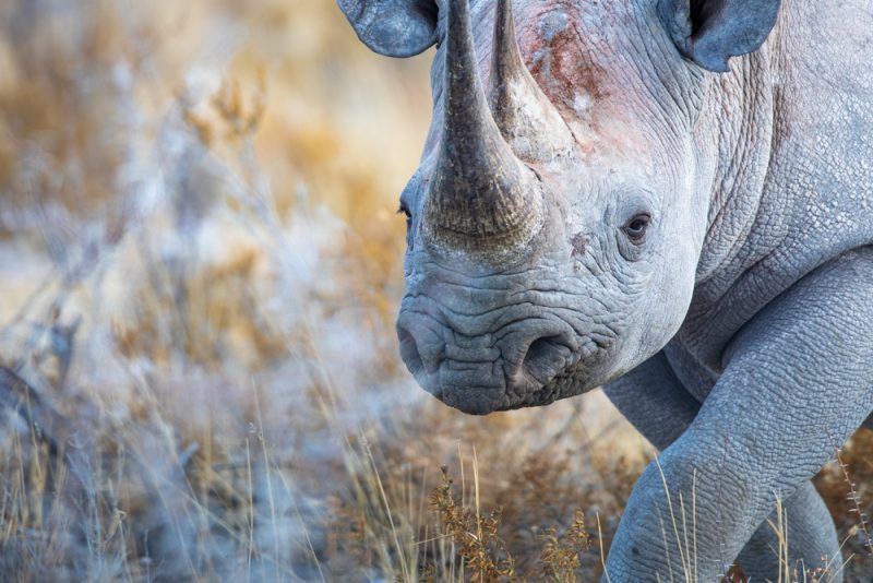 Namibia Photography