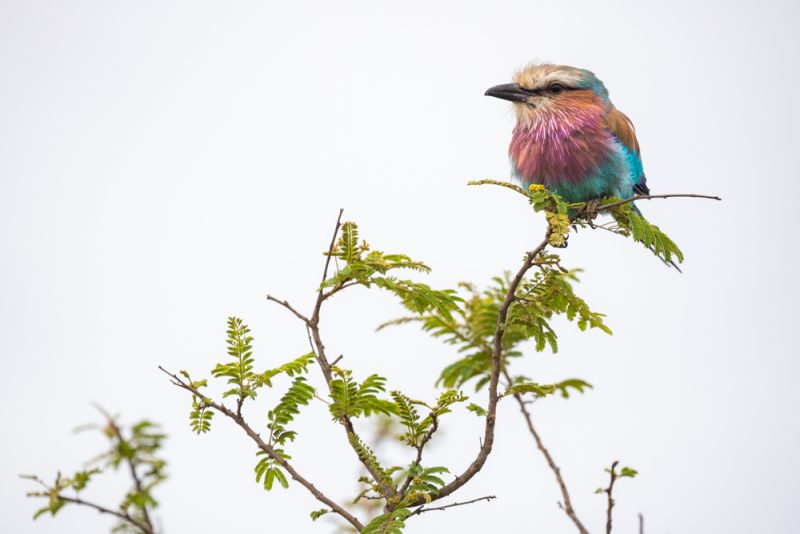 A lilac-breasted roller