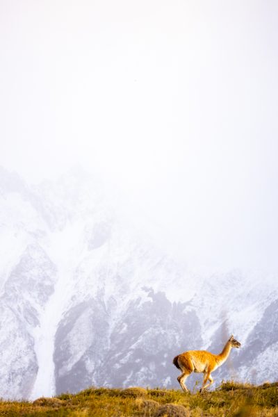 Torres del Paine