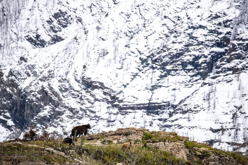 bears in front of a snowy mountain.