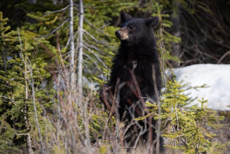 bear cub standing on hind legs