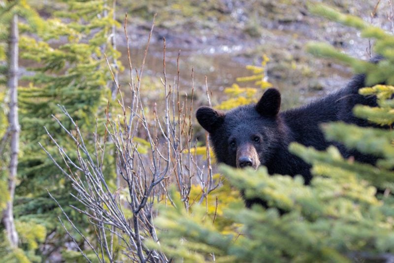 bear cub looking through trees.
