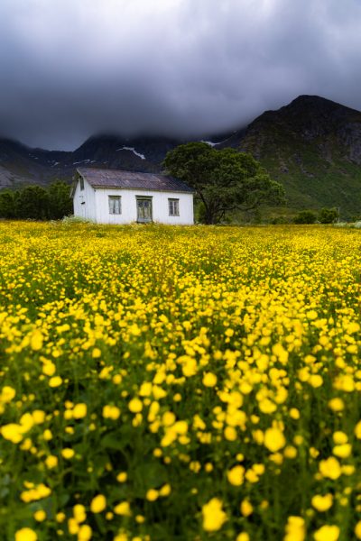 A cabin in Lofoten Norway surrounded by buttercup