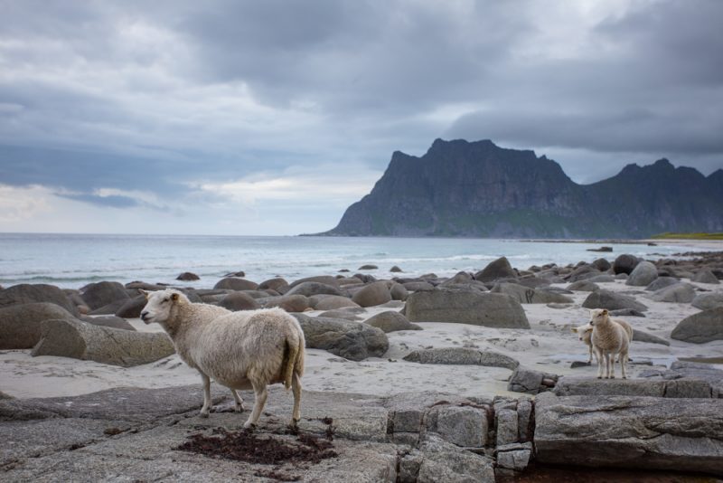 sheep on uttakleiv beach, norway