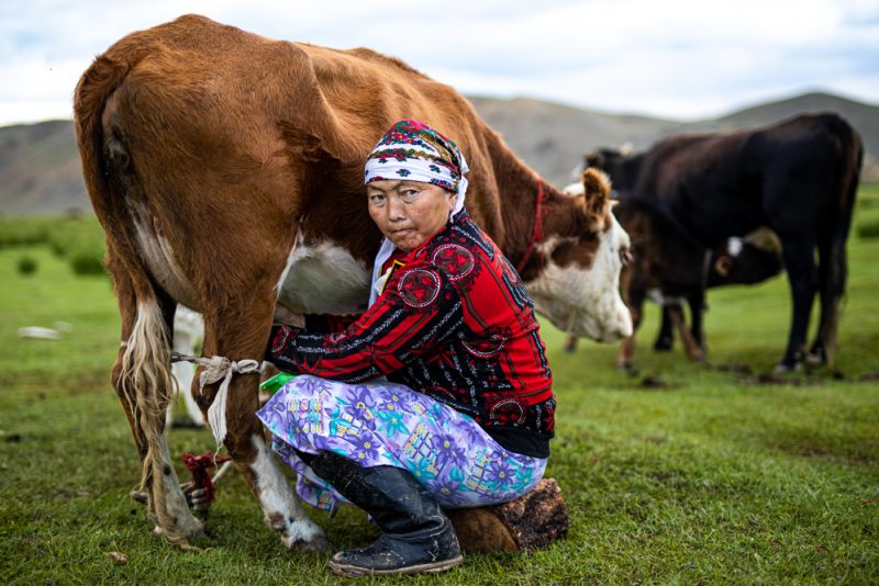 A nomad milking her cows