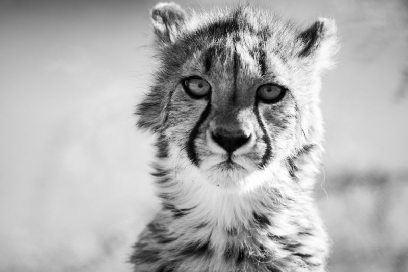 cheetah Namibia