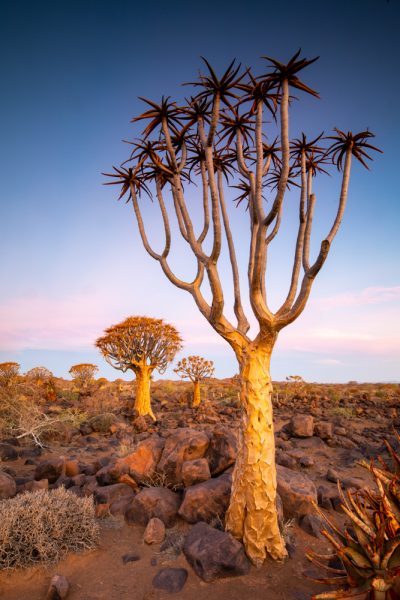 Quiver Tree, Namibia