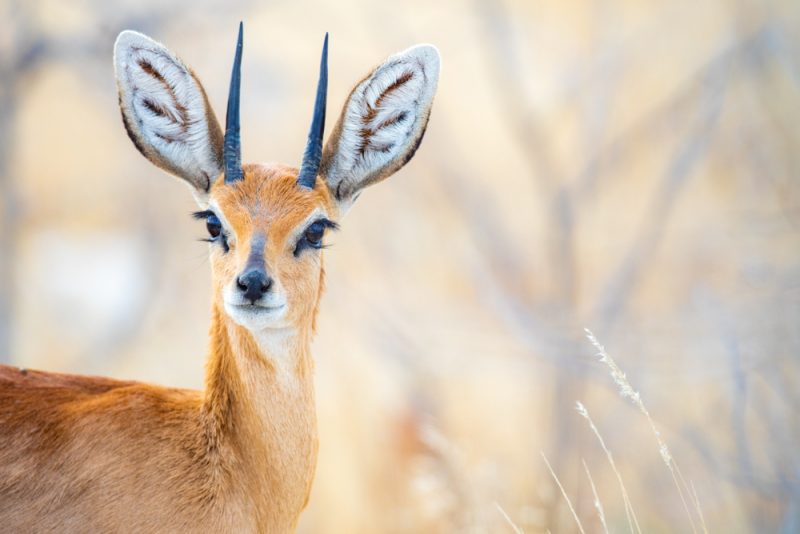 Steenbok in Namibia