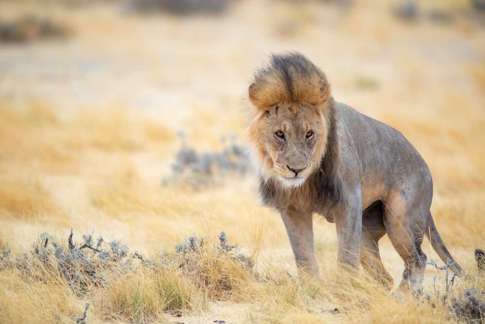 Lion Namibia