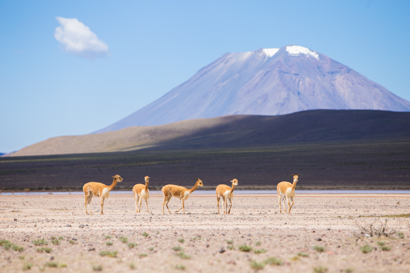 Colca Canyon