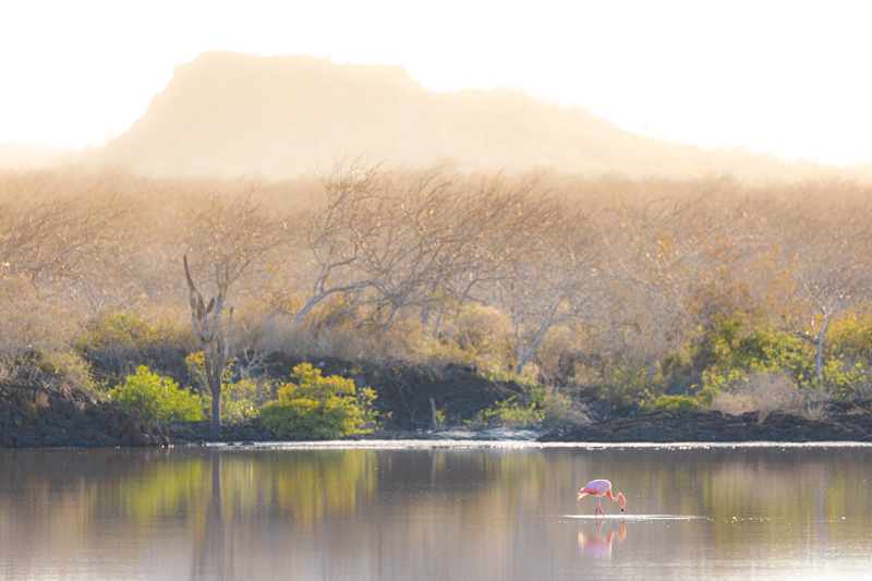 Flamingo in a lagoon