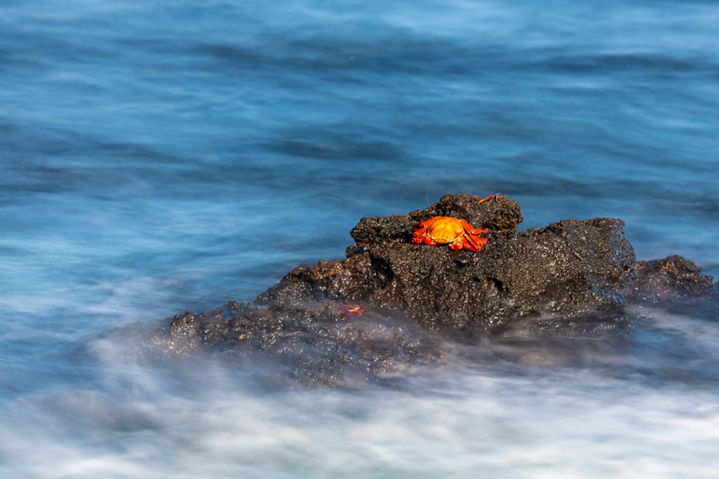 sally lightfoot crab on rocks