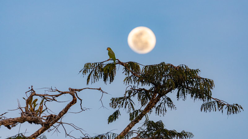 Parrot against a moonrise in the amazon