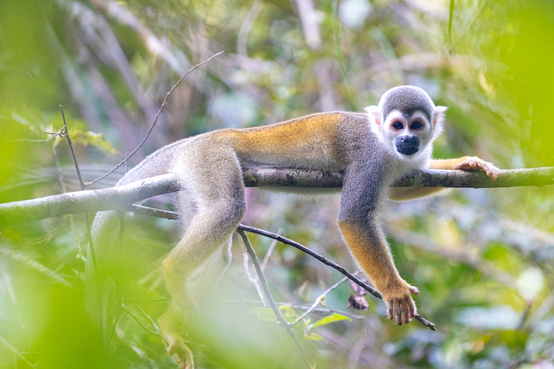 Squirrel Monkey in the Amazon