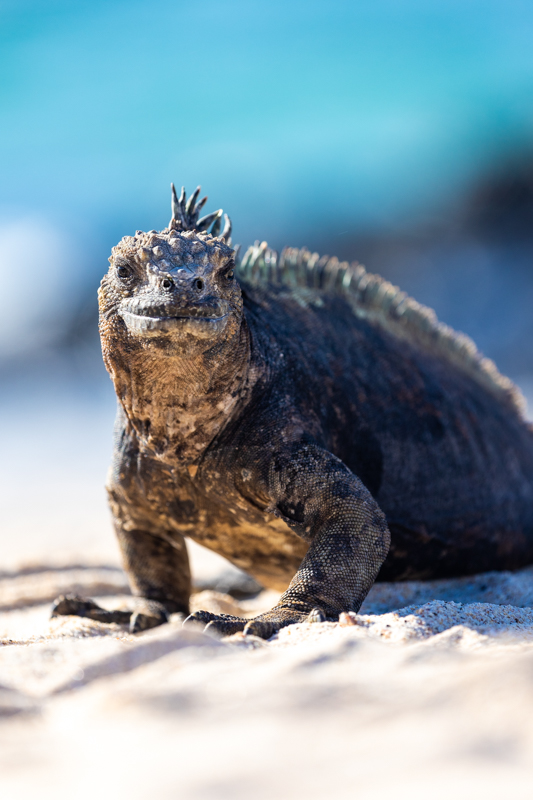 A Marine Iguana on the beach in the Galapagos islands