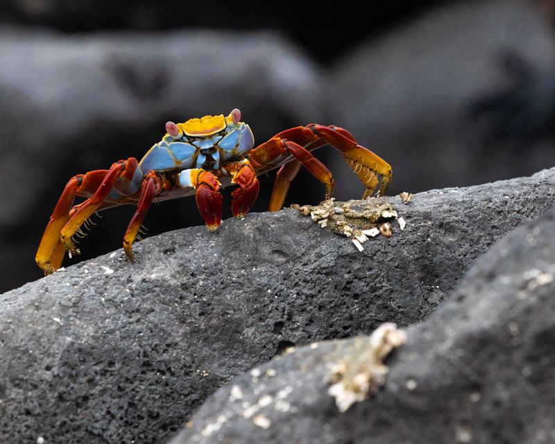 Sally lightfoot crab