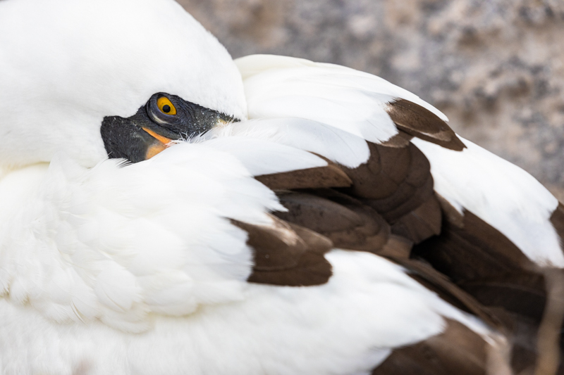 Nazca Booby