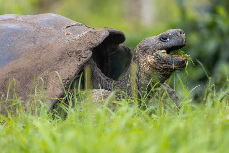 Giant Galapagos Tortoise