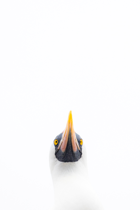 Minimalist Wildlife Photography