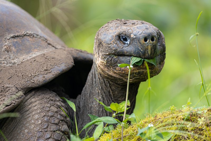 Giant Tortoise, Ecuador