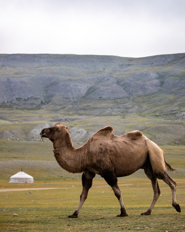 Western Mongolia Camel