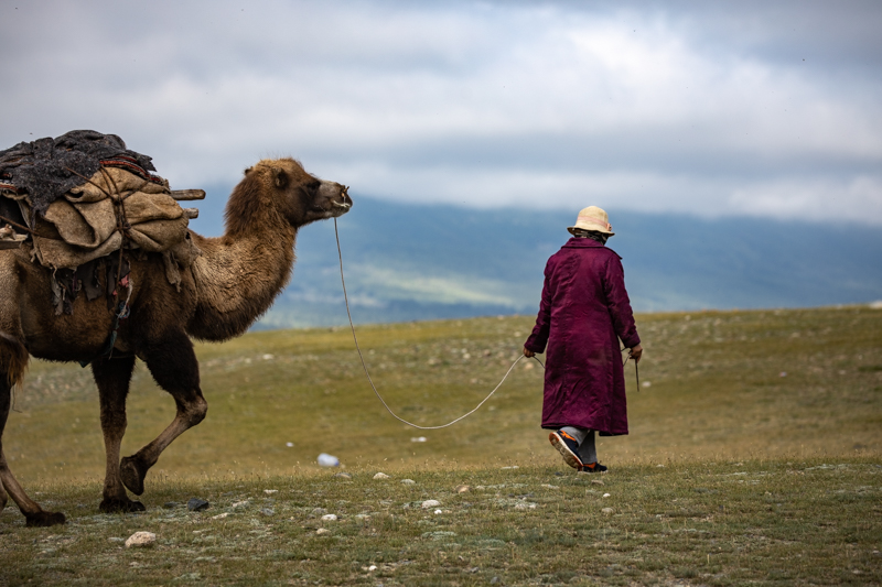 Western Mongolia camel caravan