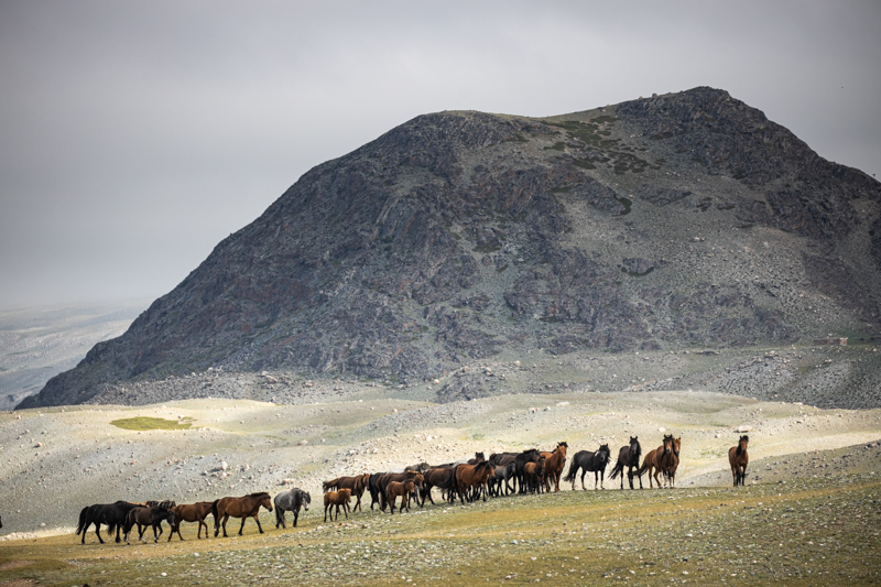 Western Mongolian Horses