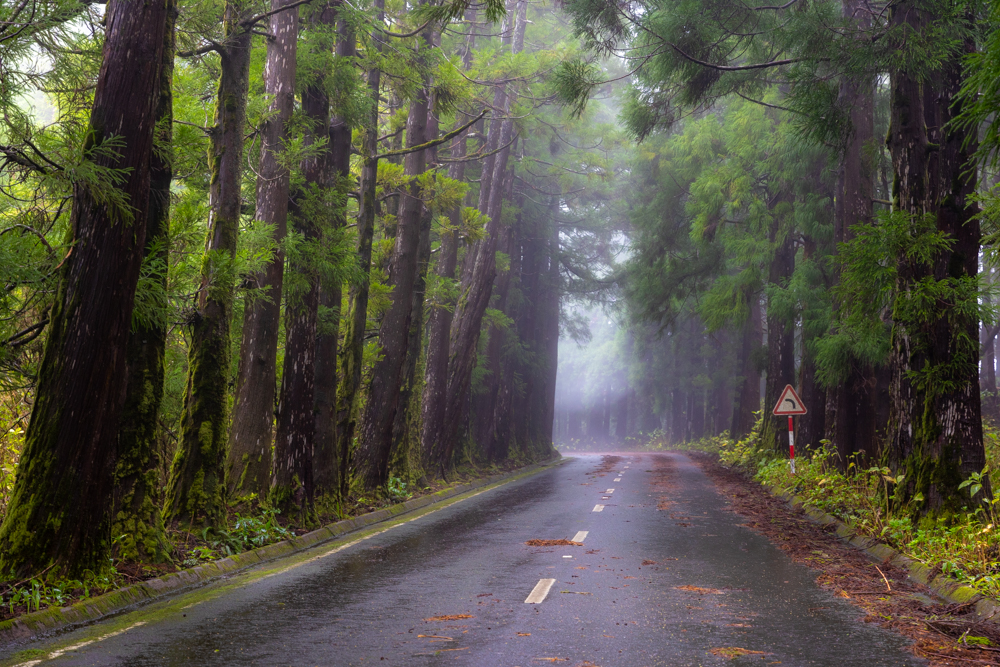 a road through a forest and fog in the Azores Islands