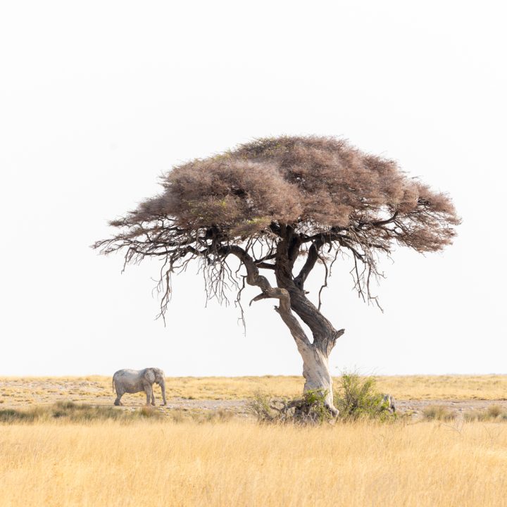 Etosha National Park: A Photography Guide - Brendan van Son Photography